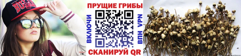 где найти   Яблоновский  Галлюциногенные грибы прущие грибы 